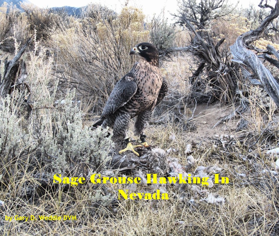 View Sage Grouse Hawking In Nevada by Gary D. Weddle DVM