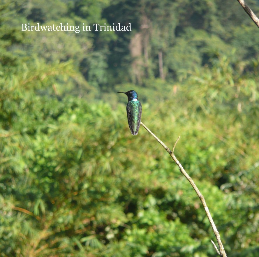 Ver Birdwatching in Trinidad por k148