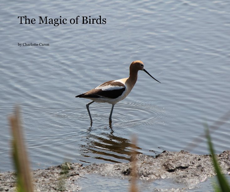 View the magic of birds by Charlotte Caron