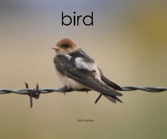 bird billl mackay book cover