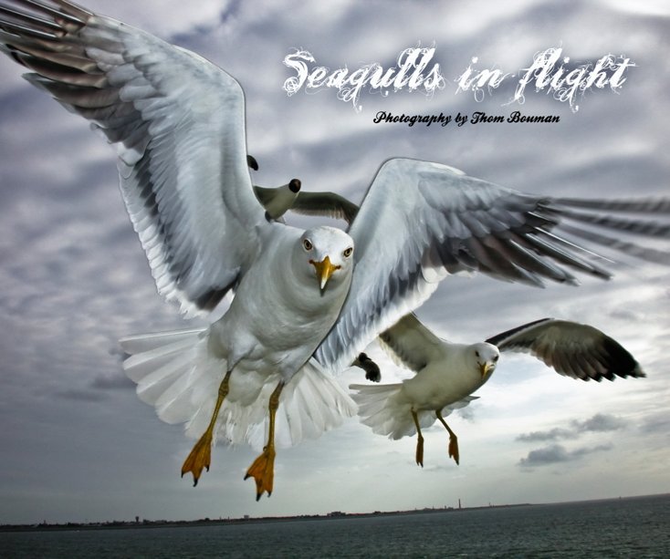 View Seagulls in flight by Thom Bouman