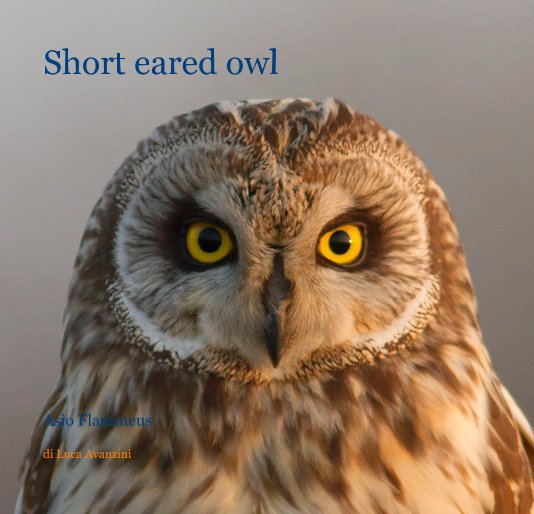 Visualizza Short eared owl di Luca Avanzini