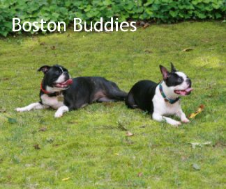 Boston Buddies book cover