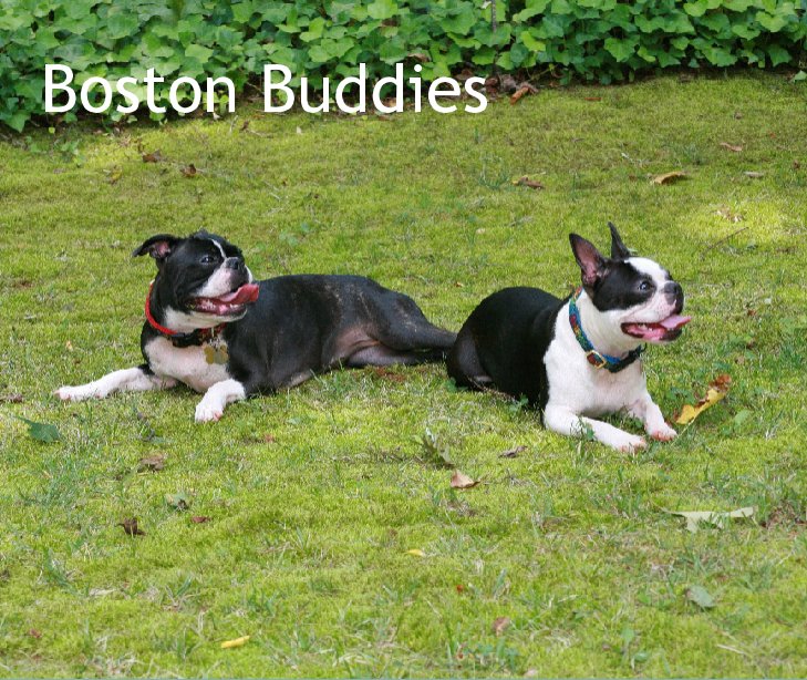View Boston Buddies by spierce76