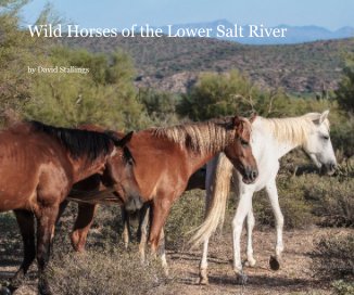 Wild Horses of the Lower Salt River book cover