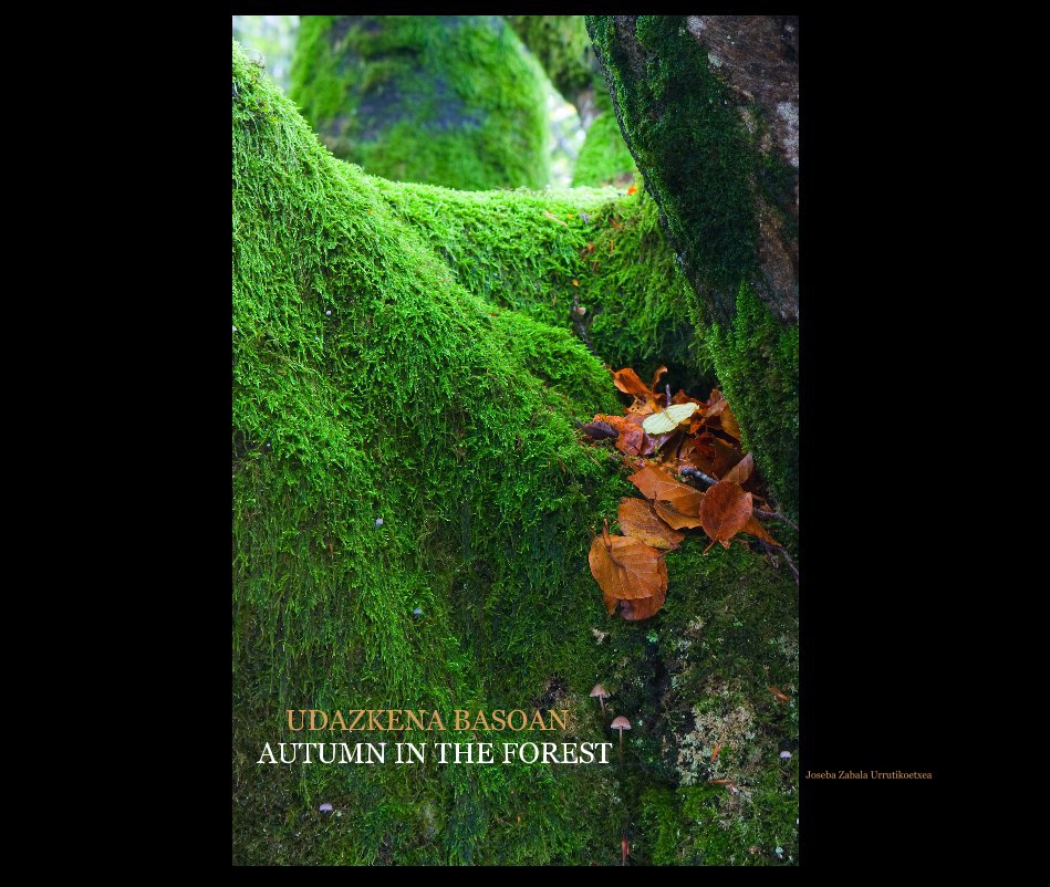 Ver UDdazkena basoan Autumn in the forest Joseba Zabala Urrutikoetxea por Joseba Zabala Urrutikoetxea