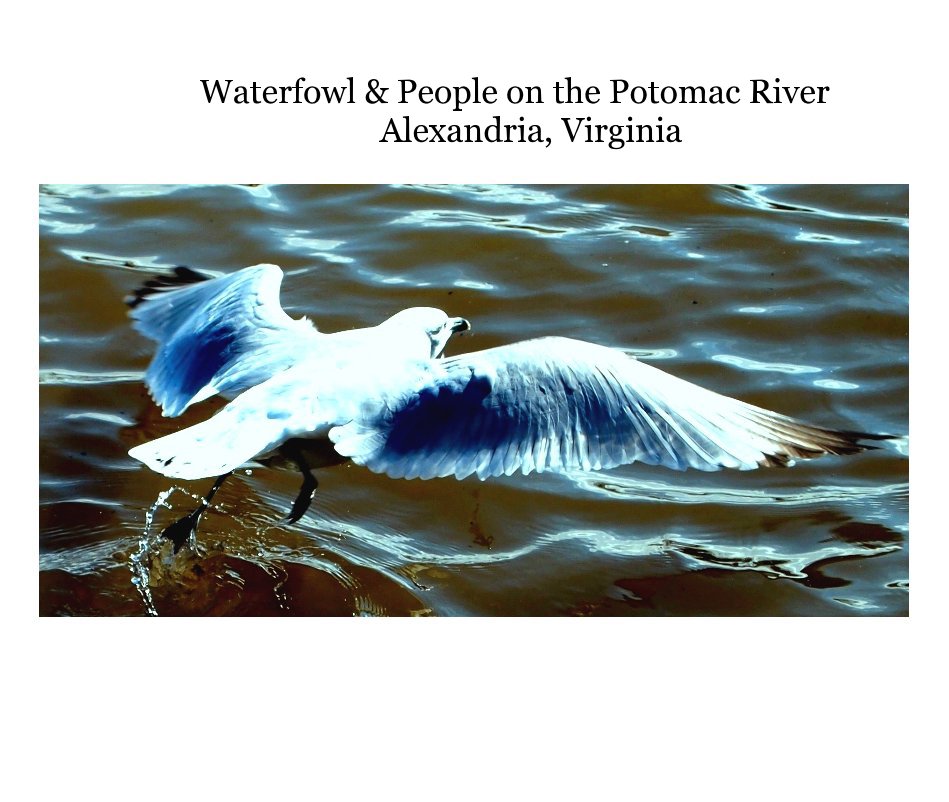 View Waterfowl & People on the Potomac River Alexandria, Virginia by 2424Hazelnut