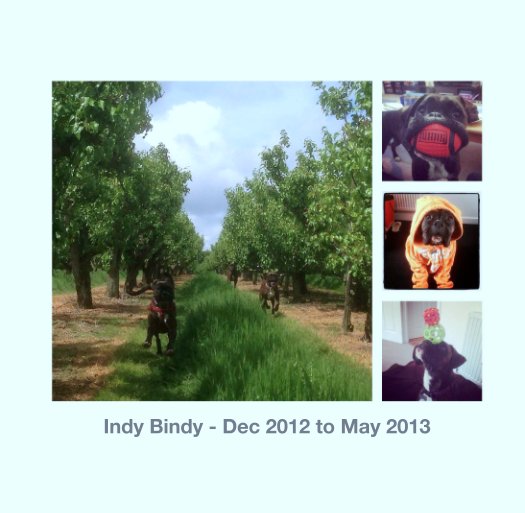View Indy Bindy - Dec 2012 to May 2013 by Jason Alderson