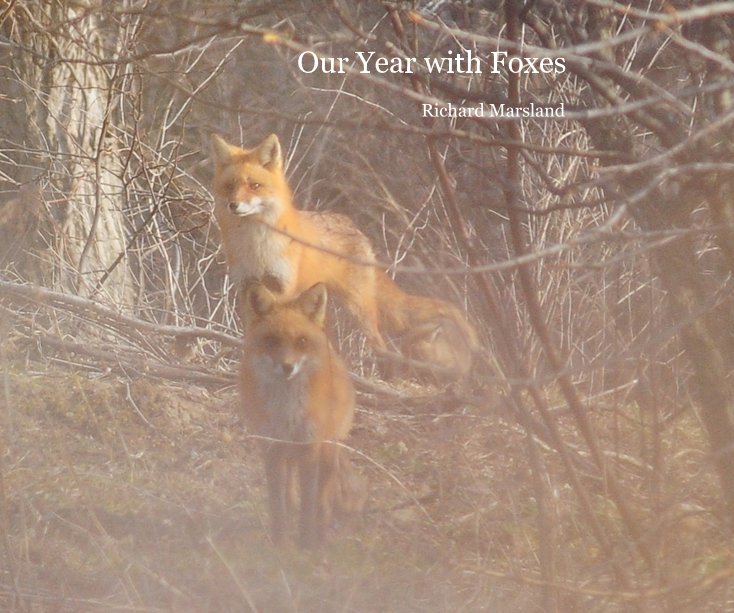 View Our Year with Foxes by Richard Marsland