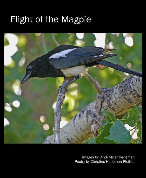 View Flight of the Magpie by Poetry by Christine Herleman Pfeiffer Images by Cindi Miller Herleman