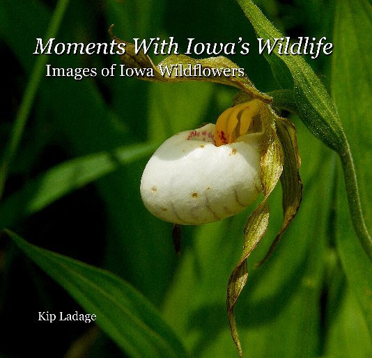 Ver Moments With Iowa's Wildlife - Images of Iowa Wildflowers por Kip Ladage