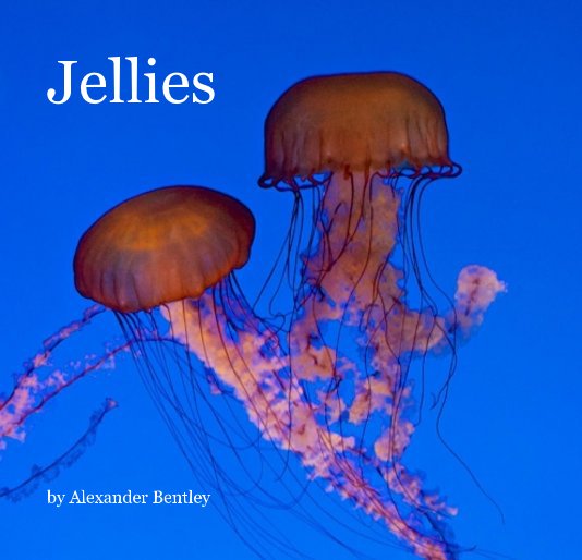 View Jellies by Alexander Bentley