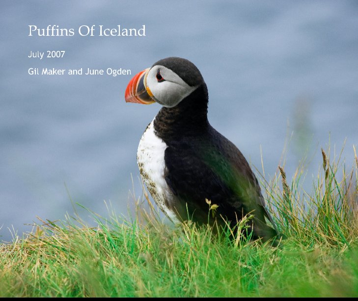 View Puffins Of Iceland by Gil Maker and June Ogden