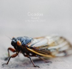Cicadas Brood II in Northern NJ 2013 book cover