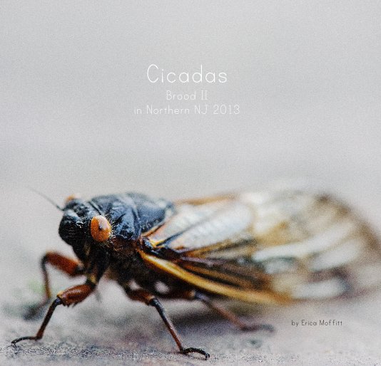 View Cicadas Brood II in Northern NJ 2013 by Erica Moffitt