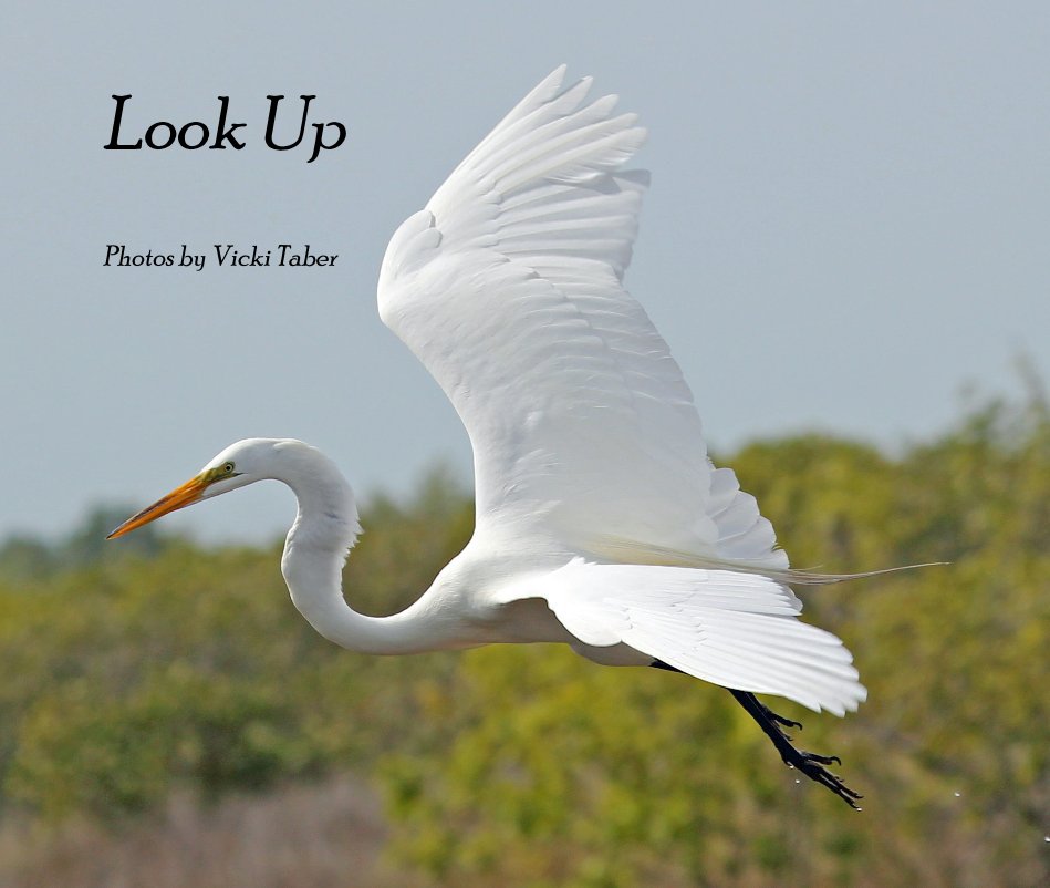View Look Up by Photos by Vicki Taber
