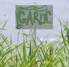 Growing Your Own Garlic book cover