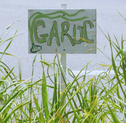 Ver Growing Your Own Garlic por Mrs. Duffey's 4th Grade Class, Jenkins Elementary School, Scituate, MA