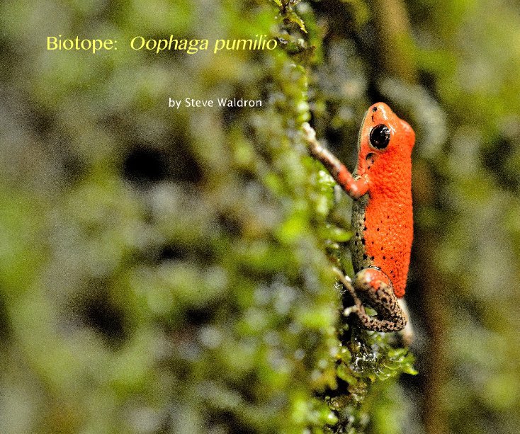View Biotope: Oophaga pumilio by Steve Waldron