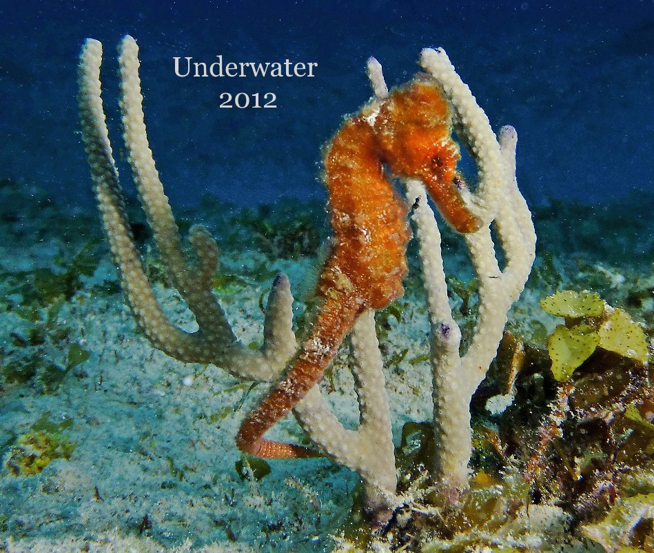 View Underwater 2012 by rdemarco