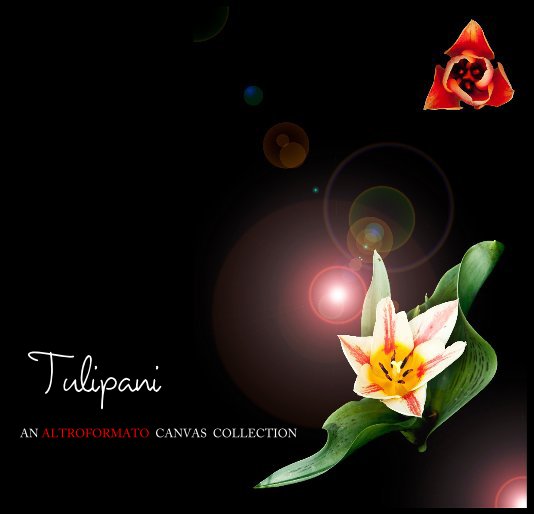 Ver Tulipani por Alessandro Magli
