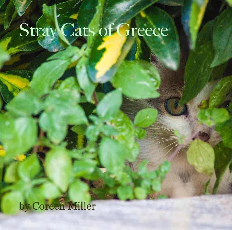 View Stray Cats of Greece by Coreen Miller