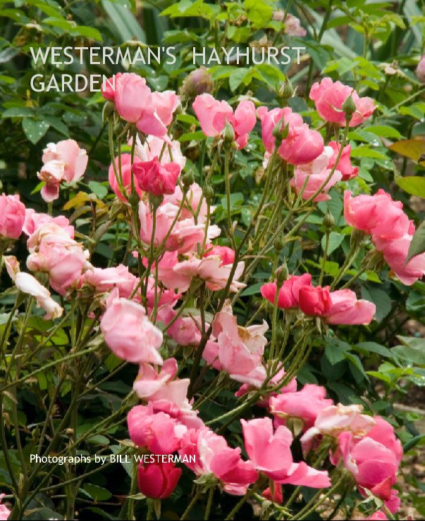 View WESTERMAN'S  HAYHURST GARDEN by Photographs by BILL WESTERMAN