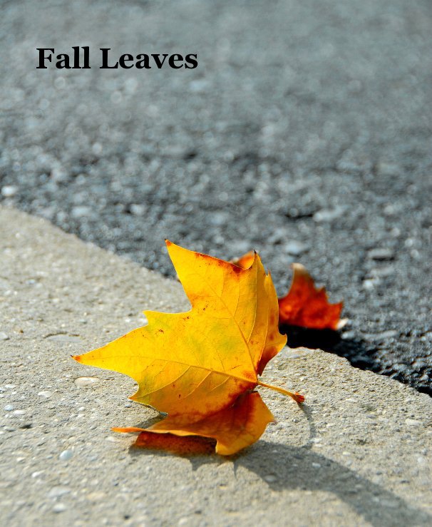 View Fall Leaves by Jessica Maier