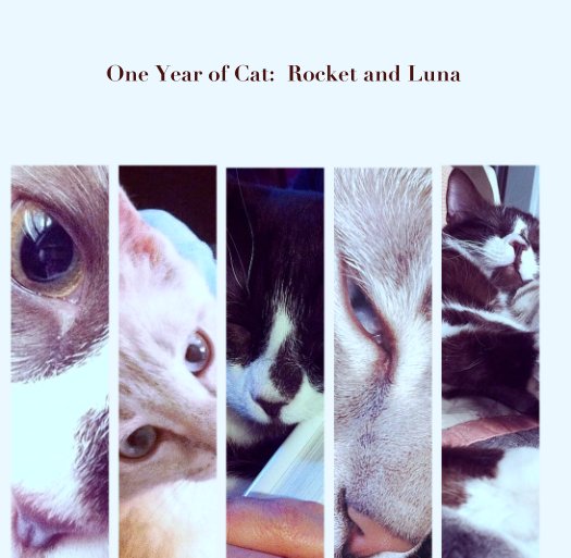 View One Year of Cat:  Rocket and Luna by maggiemight