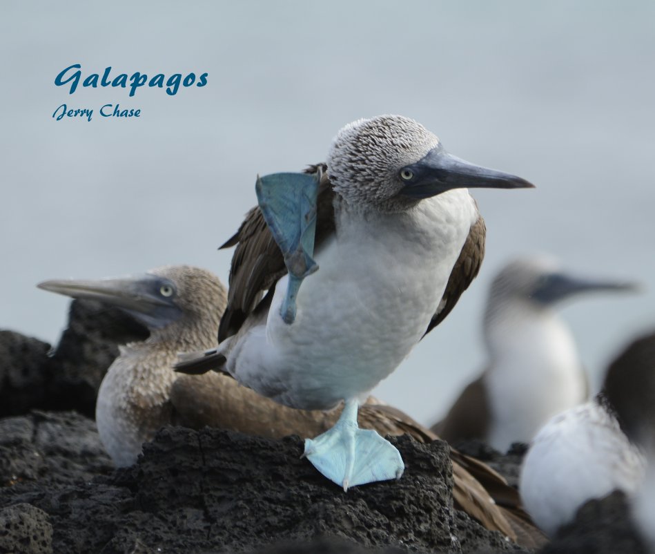 View Galapagos by Jerry Chase