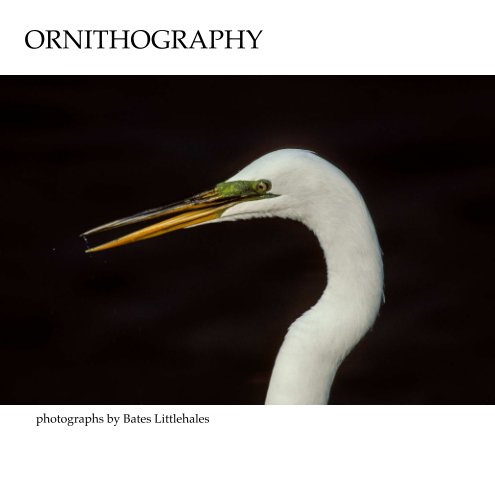 View ORNITHOGRAPHY by BATES LITTLEHALES