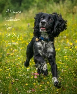 A Canine Collection By Sit Stay Capture book cover