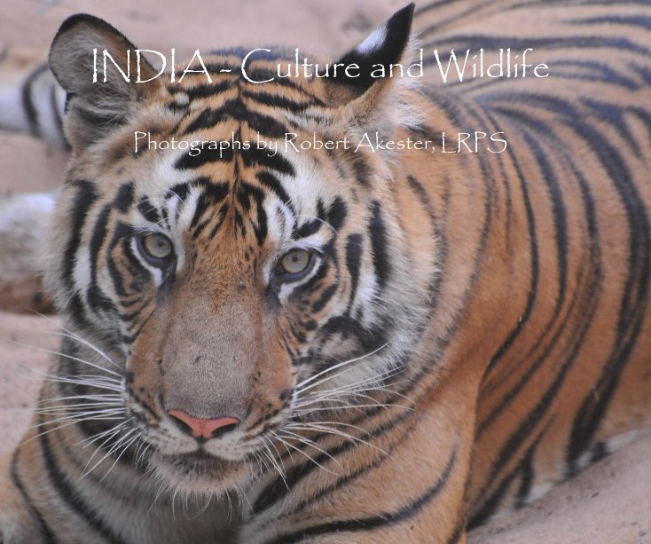 View INDIA - Culture and Wildlife by Robert Akester, LRPS