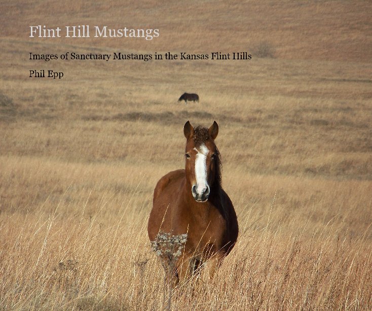 View Flint Hill Mustangs by Phil Epp