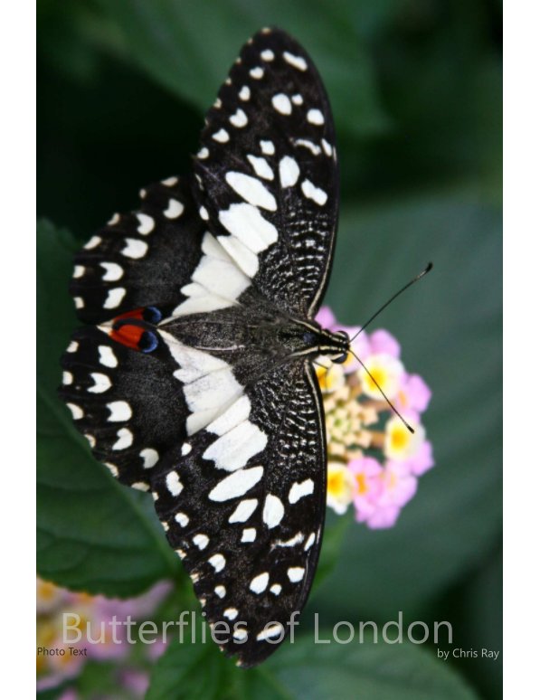 Bekijk Butterflies of London op Chris Ray