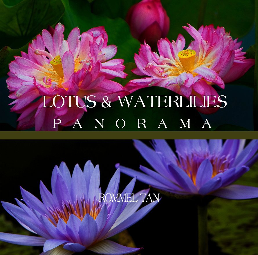 View LOTUS & WATERLILIES: PANORAMA by Rommel Tan