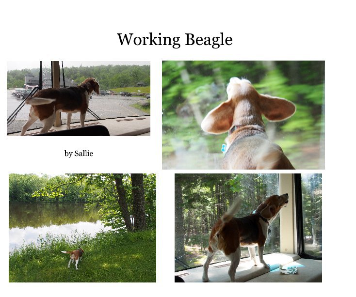 View Working Beagle by Sallie