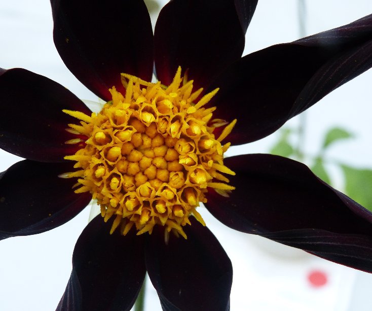 Visualizza Ode On The Dahlia di Sarah J. Curtiss