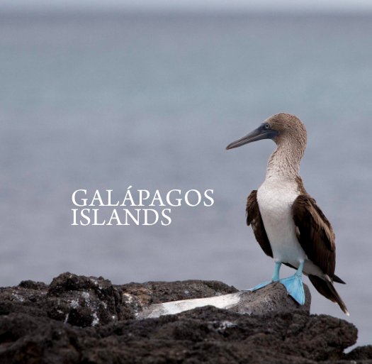 View Galapagos Islands by Alessandro Muiesan