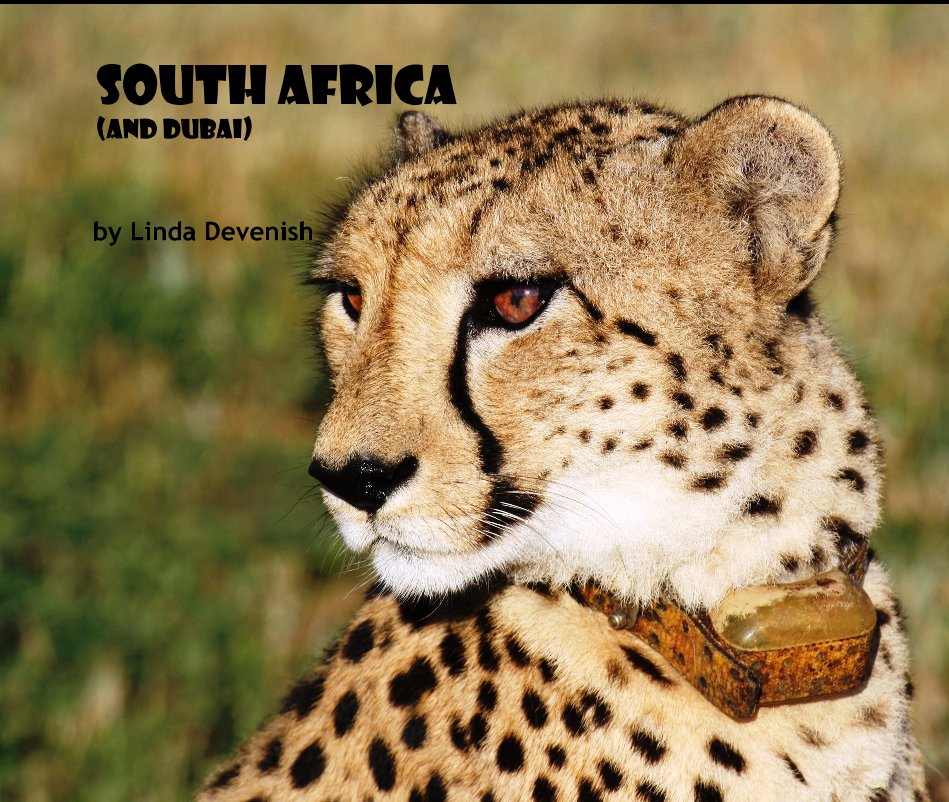 View South Africa (and Dubai) by Linda Devenish