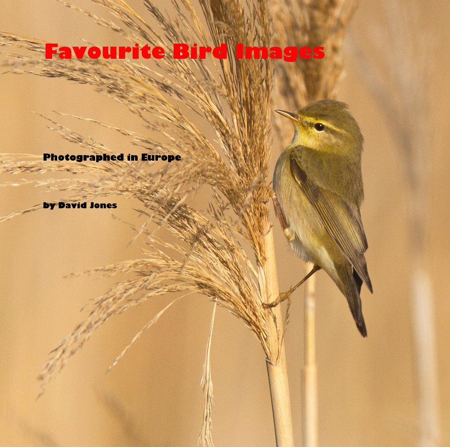 View Favourite Bird Images by David Jones