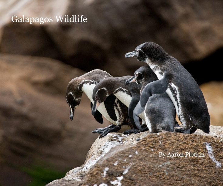 View Galapagos Wildlife By Aaron Plotkin PREMIUM PAPER by Aaron Plotkin