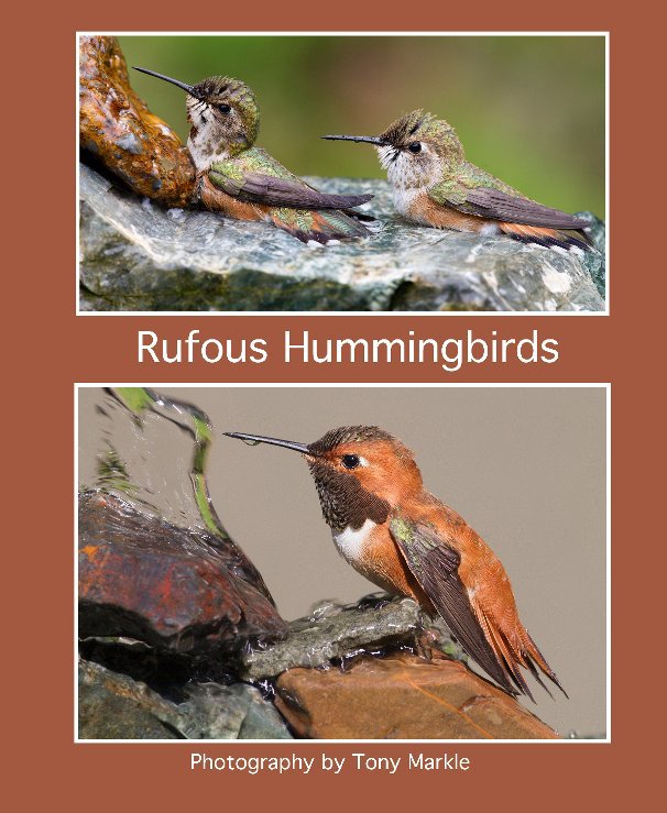 Ver Rufous Hummingbirds por Tony Markle