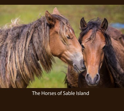 The Horses of Sable Island book cover