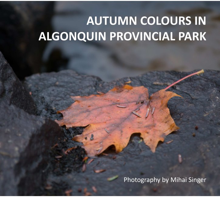 View Autumn Colours in Algonquin Park by Mihai Singer