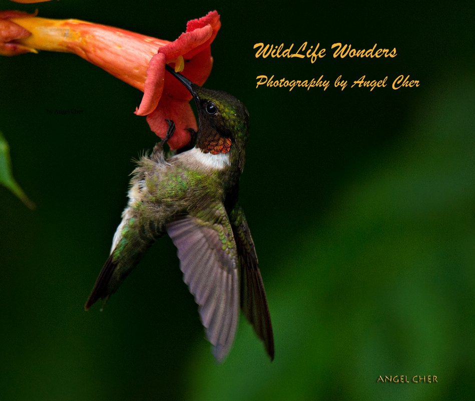 View WildLife Wonders Photography by Angel Cher by Angel Cher