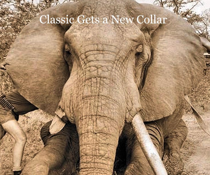 View Classic Gets a New Collar by Nelda Villines