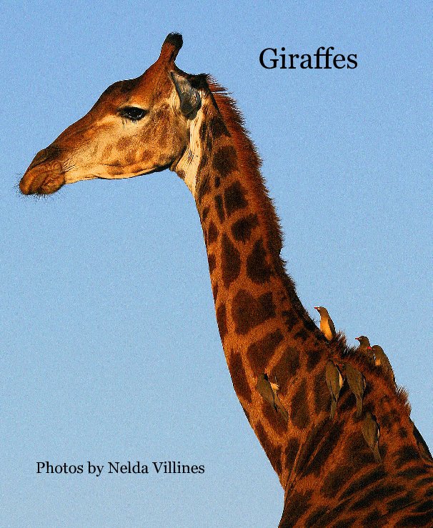 View Giraffes by Nelda Villines