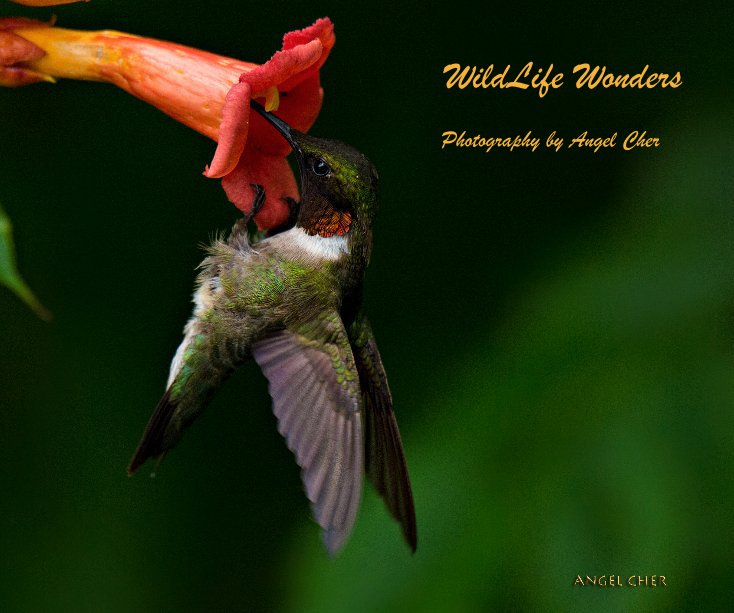 View WildLife Wonders Photography by Angel Cher by Angel Cher