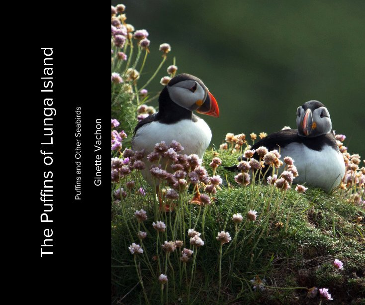 View The Puffins of Lunga Island by Ginette Vachon